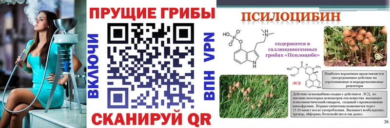 где можно купить   Зуевка  Псилоцибиновые грибы Psilocybine cubensis 